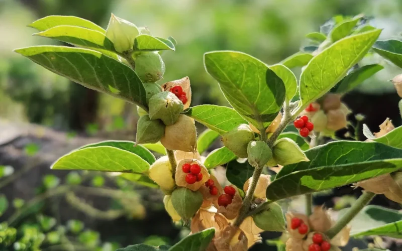 24-week ashwagandha trial finds no liver or kidney harm