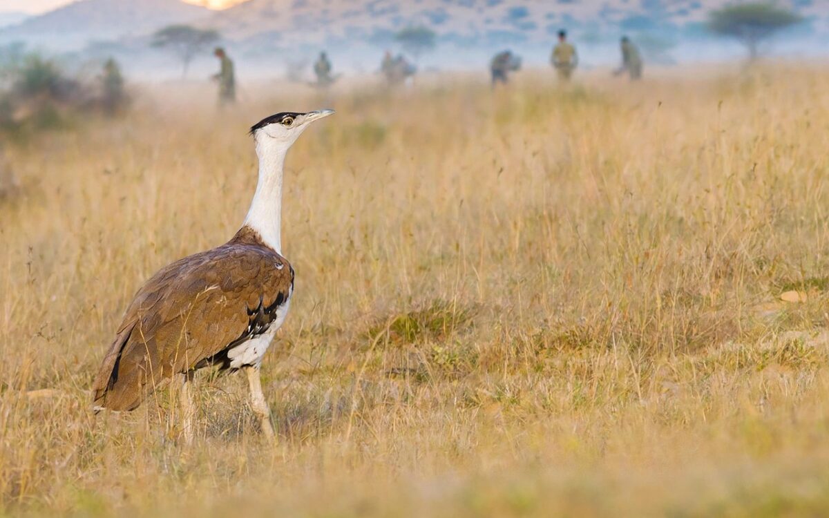 Two captive-bred Great Indian Bustards released in Rajasthan