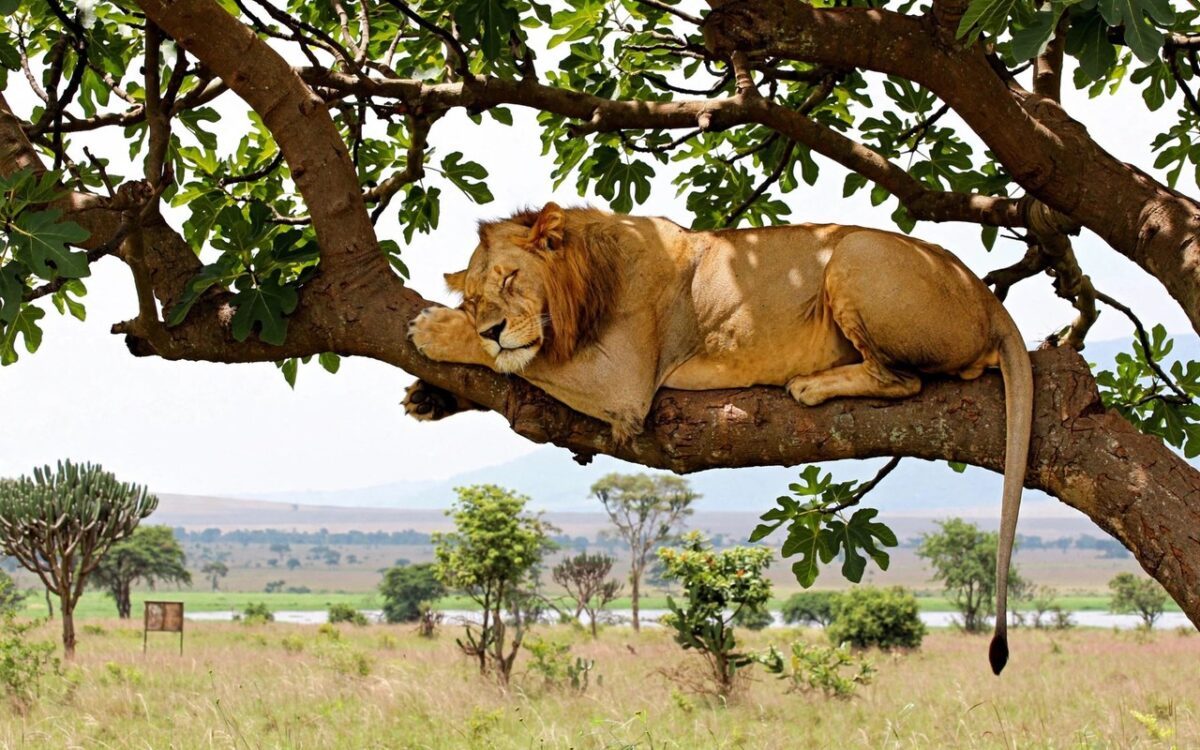 Lion resting on a tree branch in Queen Elizabeth National Park Uganda